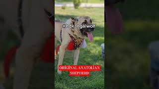 ORJİNAL ANADOLU ÇOBAN KÖPEGİ [upl. by Marcellina]