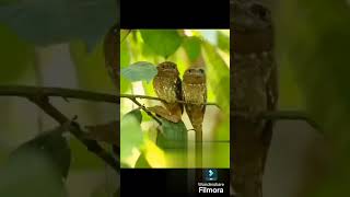 frogmouth wildlifephotography wildlife birding nature [upl. by Gracie981]