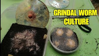 How to Culture Grindal Worms What food to give them [upl. by Tibbs]