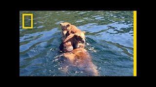 Adorable Bear Cubs Hitch a Ride on Moms Back  National Geographic [upl. by Eirroc998]