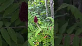 Staghorn Sumac [upl. by Adnol498]