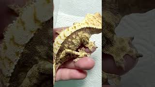 Extreme Harlequin Crested gecko [upl. by Ainimreh883]