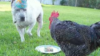 PitBull Sharkys 3rd Birthday Rooster gives a Dance [upl. by Puglia353]