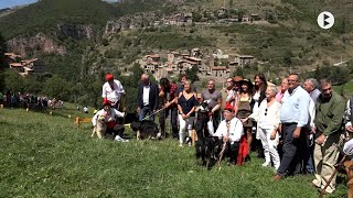 Castellar de NHug 58 è Concurs Internacional de Gossos dAtura 2022 [upl. by Nuhs]