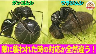 【実は外来種】ダンゴムシとワラジムシはどう違う？アリに襲われた時の対処法から解説！【どうぶつ奇想天外／WAKUWAKU】 [upl. by Arob]