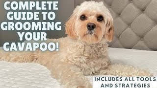 How To Easily Groom Your Cavapoo [upl. by Vernon432]