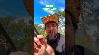 Is Purslane Edible YES  Edible weeds in your garden Purslane for salads  Portulaca oleracea [upl. by Nnaylime309]