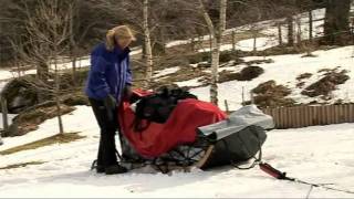 Apprendre le traineau à chiens  husky  chiens de traineau [upl. by Wildon267]