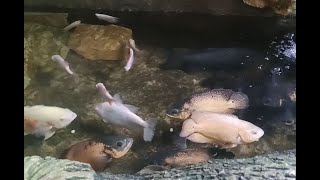 Albino Oscar Red Oscar Albino Red Oscar Copper Oscar Pacu Albino Pacu Albino Giant Gourami [upl. by Kirsten187]