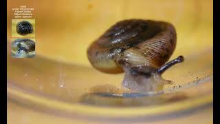 Exploring a Snail under a Microscope [upl. by Nicks]