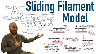 Sliding Filament Model and Excitation Contraction Coupling [upl. by Mulry337]