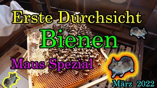 Erste Durchsicht der Bienen im März Golzbeute Die Sendung mit der Maus [upl. by Adnohser143]