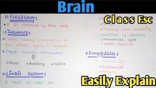 Brain Structure And Functions  Class 12 Biology [upl. by Fagin]