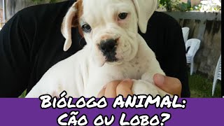 Biólogo ANIMAL Cão ou Lobo [upl. by Charleen]