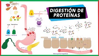 Digestión de proteínas absorción y transporte de aminoácidos [upl. by Bencion538]