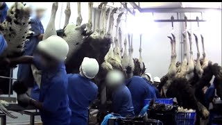 Amazing Ostrich farming In America  Ostrich Farming Technology And Production Process [upl. by Nwahsram]