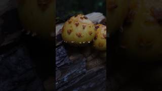 Лускатка золотиста Pholiota aurivella mushroom nature wildmushrooms природа wildlife ліс [upl. by Eyla134]