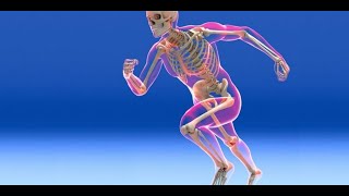 SKELETAL SYSTEM CRASH COURSE LECTURE [upl. by Nauqahs]