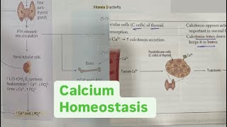 Calcium physiology Hindi neetpg firstaidusmle rapidrevisionseries inicet physiology [upl. by Assetniuq869]