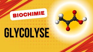 Biochimie  Glycolyse [upl. by Enibas401]