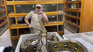 ANGRY RETICULATED PYTHON with EGGs at Prehistoric Pets [upl. by Fahy635]