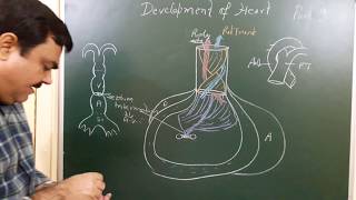 Development of Heart part 910 by Dr A K Singh [upl. by Etep]