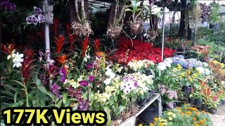 MOST BEAUTIFUL PLANT SHOP I EVER SEEN IN TAGAYTAY PHILIPPINES [upl. by Ettenrahs77]