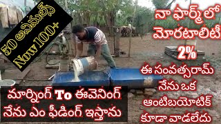 Intensive Stall feeding Sheep Farm Success Story by Atmakur Kurnool dst Farmer October 9 2022 [upl. by Gnod]