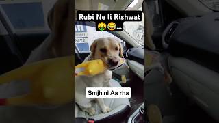 Rubi Ne Li Injection k Badle Rishwat 🤑 ll labra rubi ll doglover labrador youtubeshorts shorts [upl. by Lee]