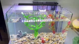 How to setup AquariumSeaquest curved aquarium tank 15gal Neon tetra and Glow green tetra [upl. by Avirt]