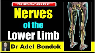 Nerves of the Lower Limb Dr Adel Bondok [upl. by Ailene]