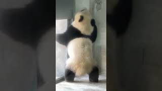 panda logistics usdc binance bitflyer bitkub coinbase exmo kraken kucoin upbit shorts [upl. by Timmy]