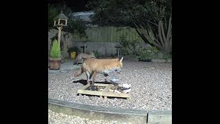 Two of the foxes in my garden so beautiful [upl. by Ellennaj]