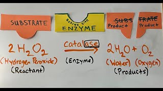 Modeling the EnzymeSubstrate Complex and Denaturation [upl. by Halland]