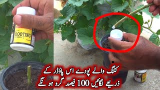 how to use rooting Hormone powdercutting kyon nahi grow hoteCutting Lgane ka tarika [upl. by Yrolg]