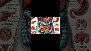 How Your Digestive System Actually Works Animation [upl. by Ymaral]