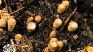 Cyathus striatus a birds nest fungus [upl. by Nasya]