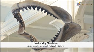 Carcharodon Megalodon at The American museum of Natural History [upl. by Ruiz]