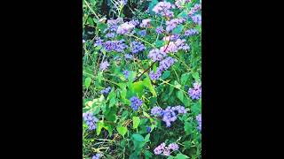 Wildflowers growing by the trees and fence [upl. by Adnalay]