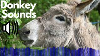 Donkey Sound Effects Heehaw  Braying  No Copyright [upl. by Pail]