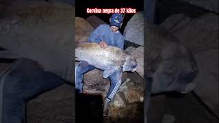 CORVINA NEGRA DE 37 KILOS fishing fish argentina fishingvideo amigos pesca pescaria pescador [upl. by Akcinehs615]