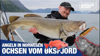 Ochsen vom Øksfjord  Angeln in Norwegen  Nordnorwegen  RUTE amp ROLLE CLassic  ANGLERBOARD TV [upl. by Ellehcim]