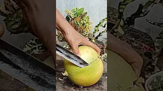 calabash cutting knife and hard skin calabash fruit coconutcutting mango coconut fruitcalabash [upl. by Aikkin423]