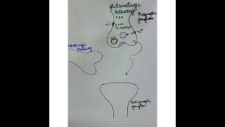 Glutamatergic Neurotransmission Excitatory pathway how do contractions occur [upl. by Benedetto]