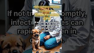 Canine parvovirus CPV Puppy Diarrhea Puppy NutritionPet Lactic Acid Bacteria Postbiotics [upl. by Nimsay772]