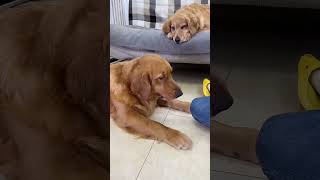 How should I tell it is a cute dog that has become a spirit Golden Retriever Daily life of a sill [upl. by Keven]