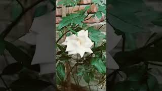 nature gozal flowers মা maa ytshorts gojal video beautiful [upl. by Barolet]