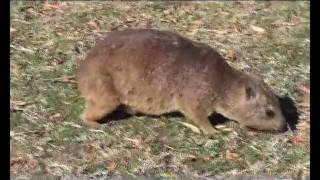 Animals on campground in Augrabies Falls National Park in South Africa [upl. by Hollyanne]