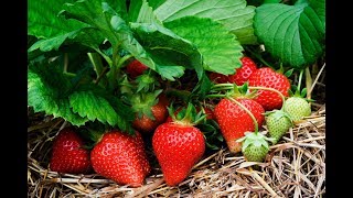 How to Get Free Strawberry Plants From Store Bought Strawberries [upl. by Petrick46]