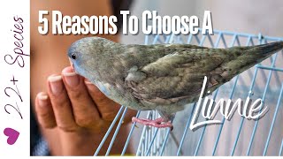 5 Awesome Things That Will Make You Choose A Linnie parrotbliss [upl. by Crowe]